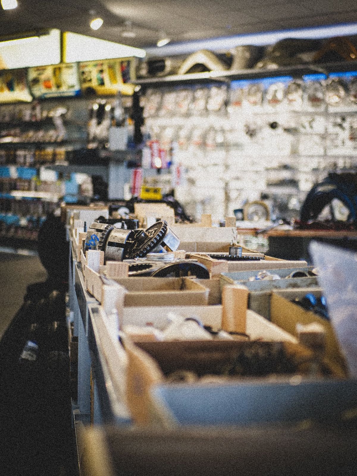 Schwalbe im Schaufenster des Ladens